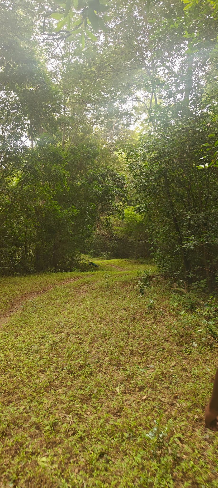 Karaiyar - Moolakasam trail